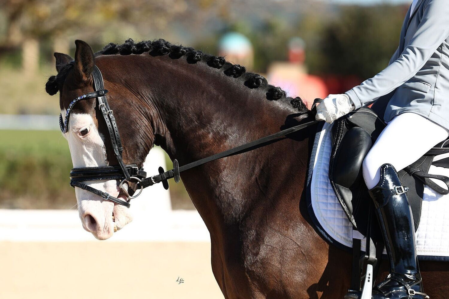 スワロフスキーUシェイプ額革 オーシャン ICE Equestrian