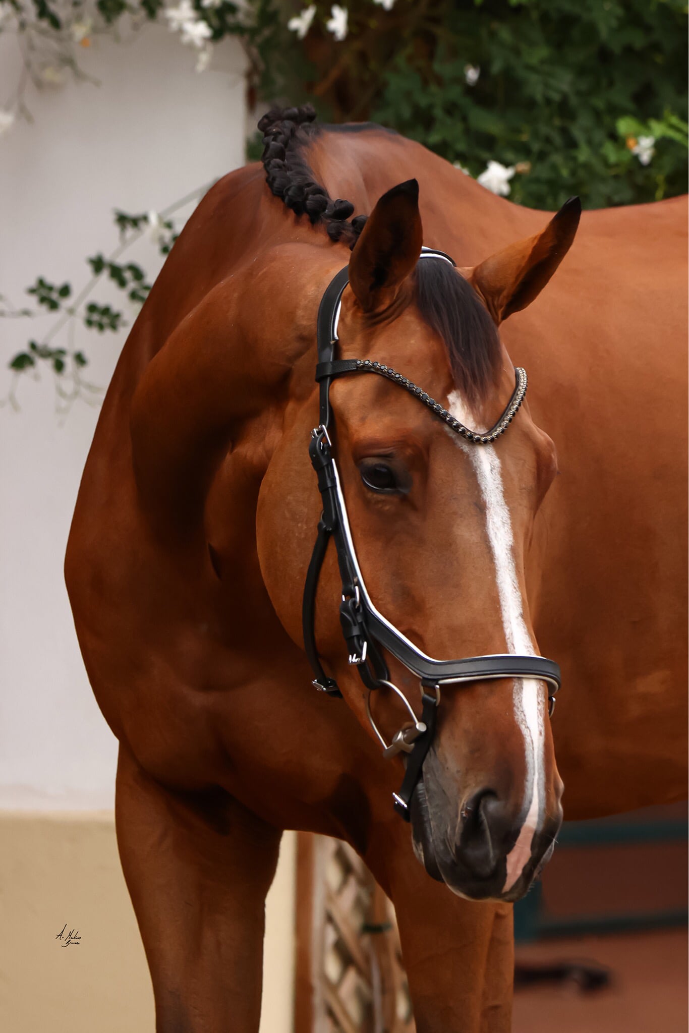 スワロフスキーUシェイプ額革 オニキスブラック ICE Equestrian