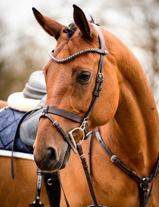 乗馬用ゼッケン 障害 馬場 シェル柄 パール付き アナトミカル構造 Ps of Sweden