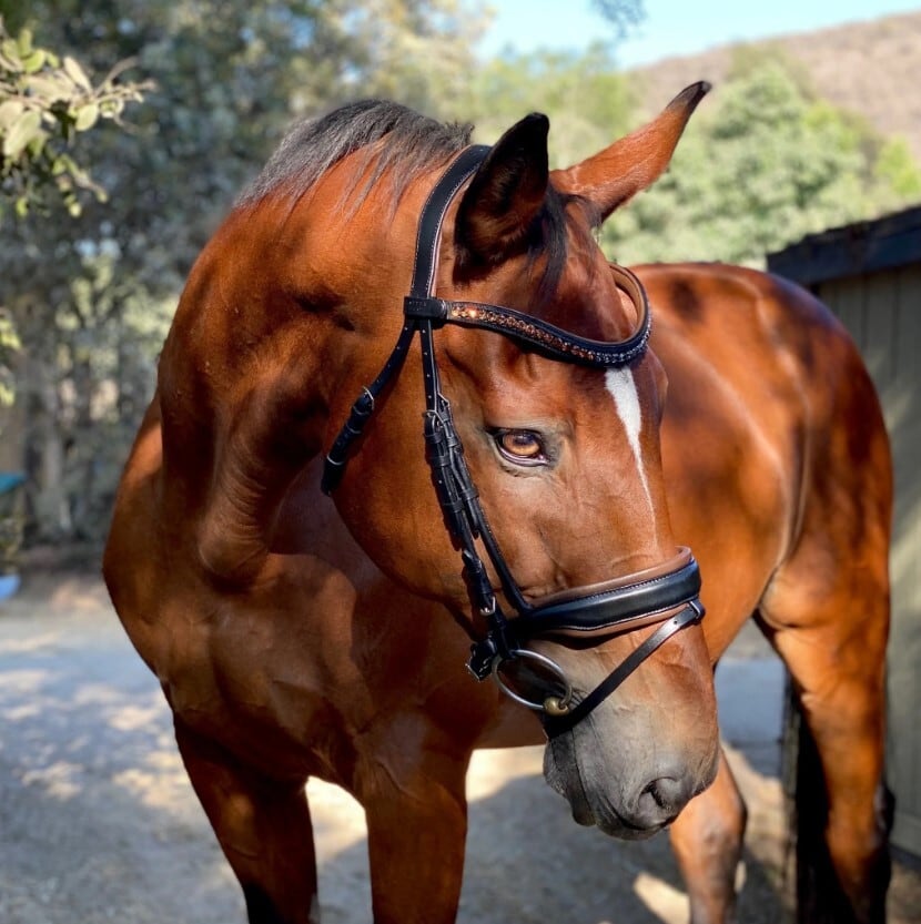 アナトミカル頭絡 モカ×ブラック スワロフスキー額革＆手綱付き Halter ego｜乗馬用品店レクシア