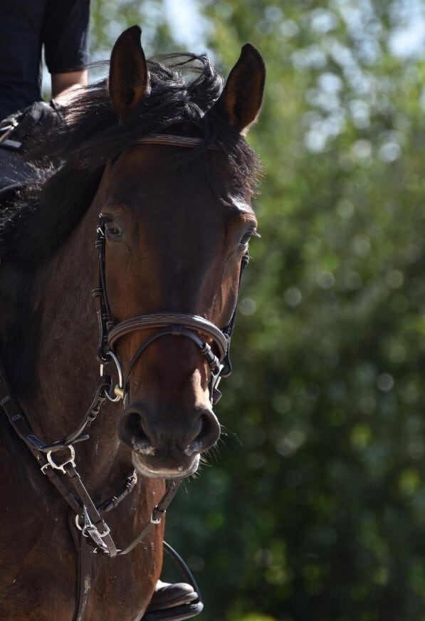 Bridle for Show Jumping and Dressage Black Brown