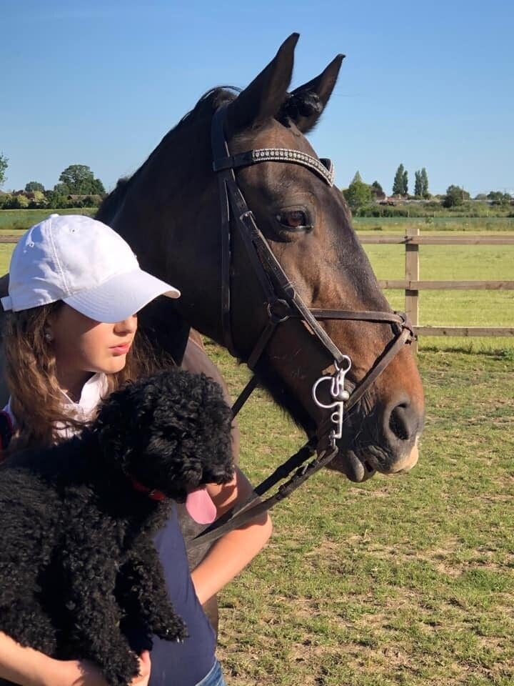 Vシェイプ額革 ブラッククリスタル Benz Equestrian