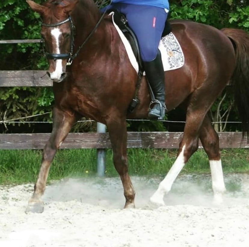サテンレースサドルパッド クリーミーホワイト/ネイビー 馬場用 障害用 ゼッケン