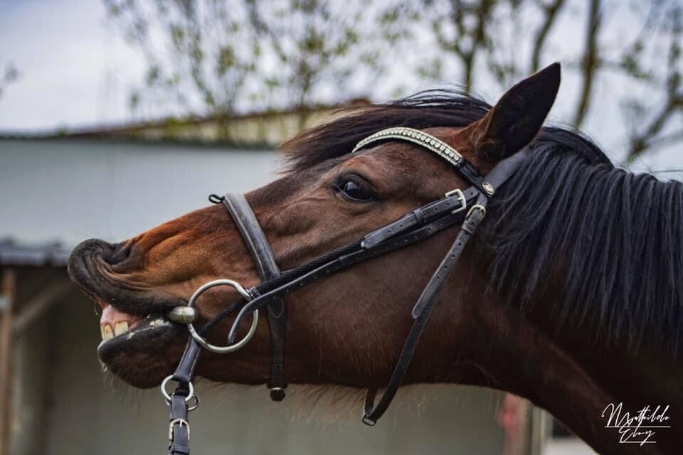 Vシェイプ額革 ブラッククリスタル Benz Equestrian