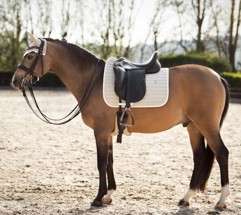 速乾サドルパッド&イヤーネット 2点セット 馬場用ゼッケン Bullet Equestrian design フル