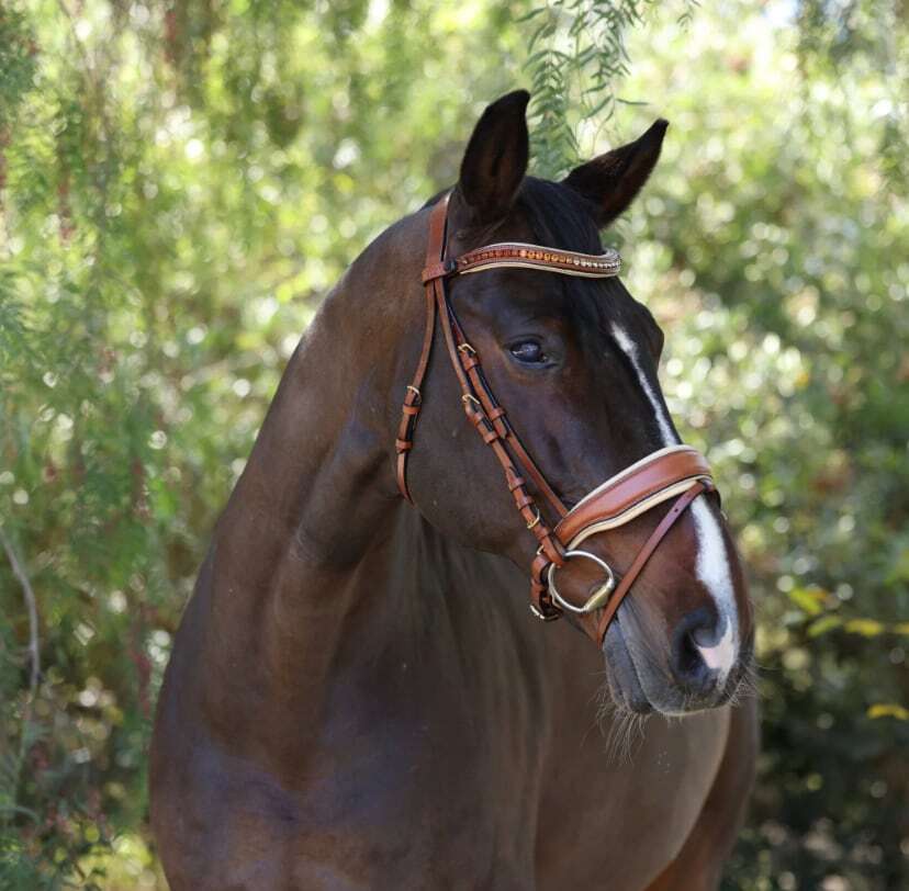 アナトミカル頭絡 手綱付き コニャック Halter ego