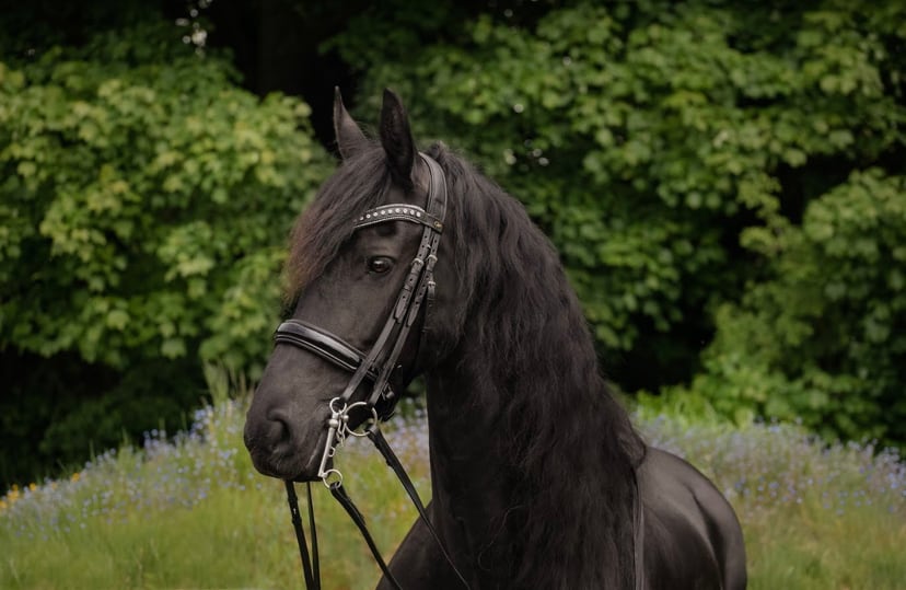 2連額革 バロッククリスタル ICE Equestrian