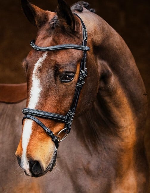 Bridle for Show Jumping and Dressage Black Brown