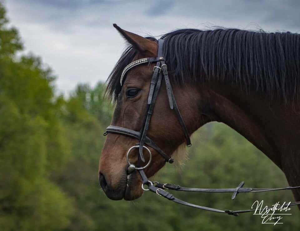 Vシェイプ額革 ブラッククリスタル Benz Equestrian