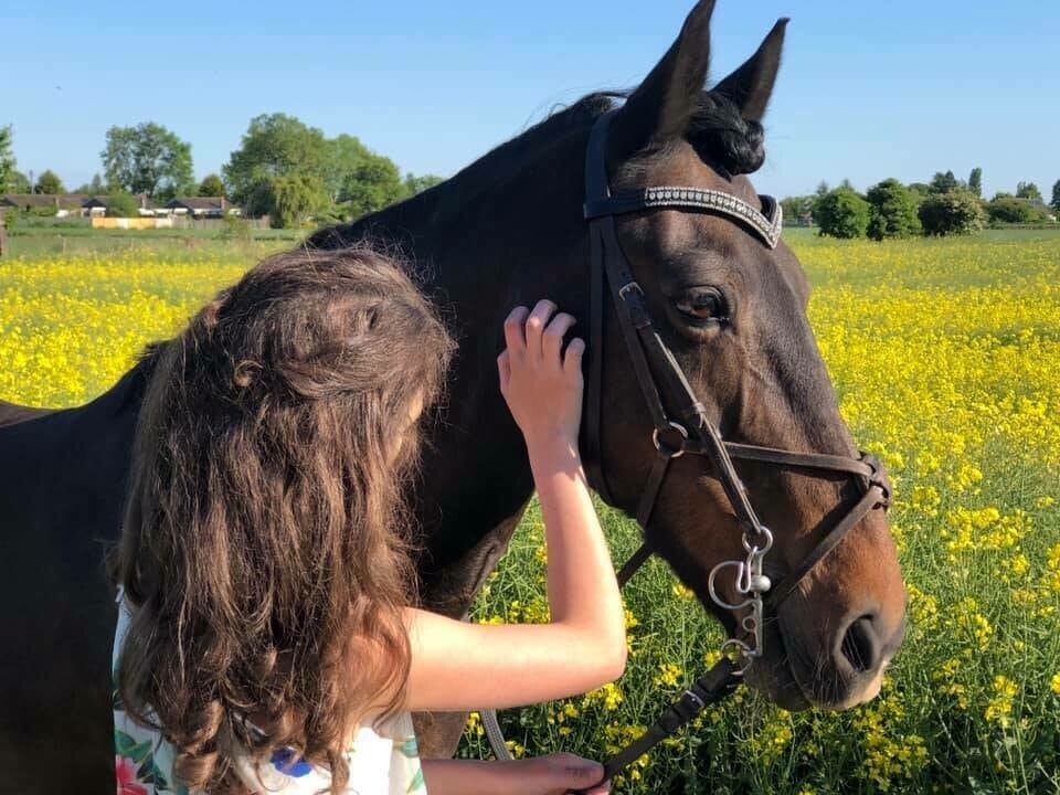 Vシェイプ額革 ブラッククリスタル Benz Equestrian