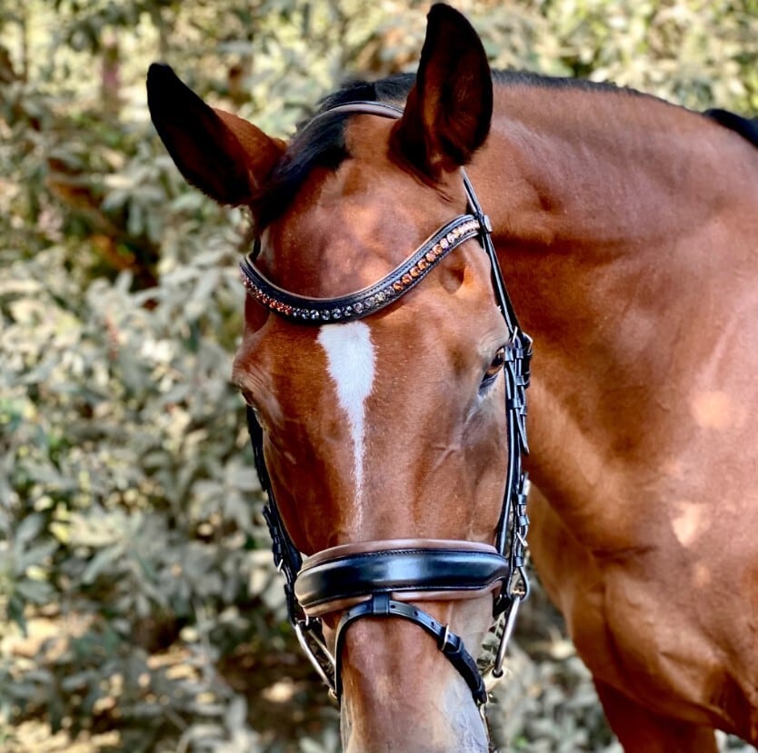 アナトミカル頭絡 モカ×ブラック スワロフスキー額革&手綱付き Halter ego