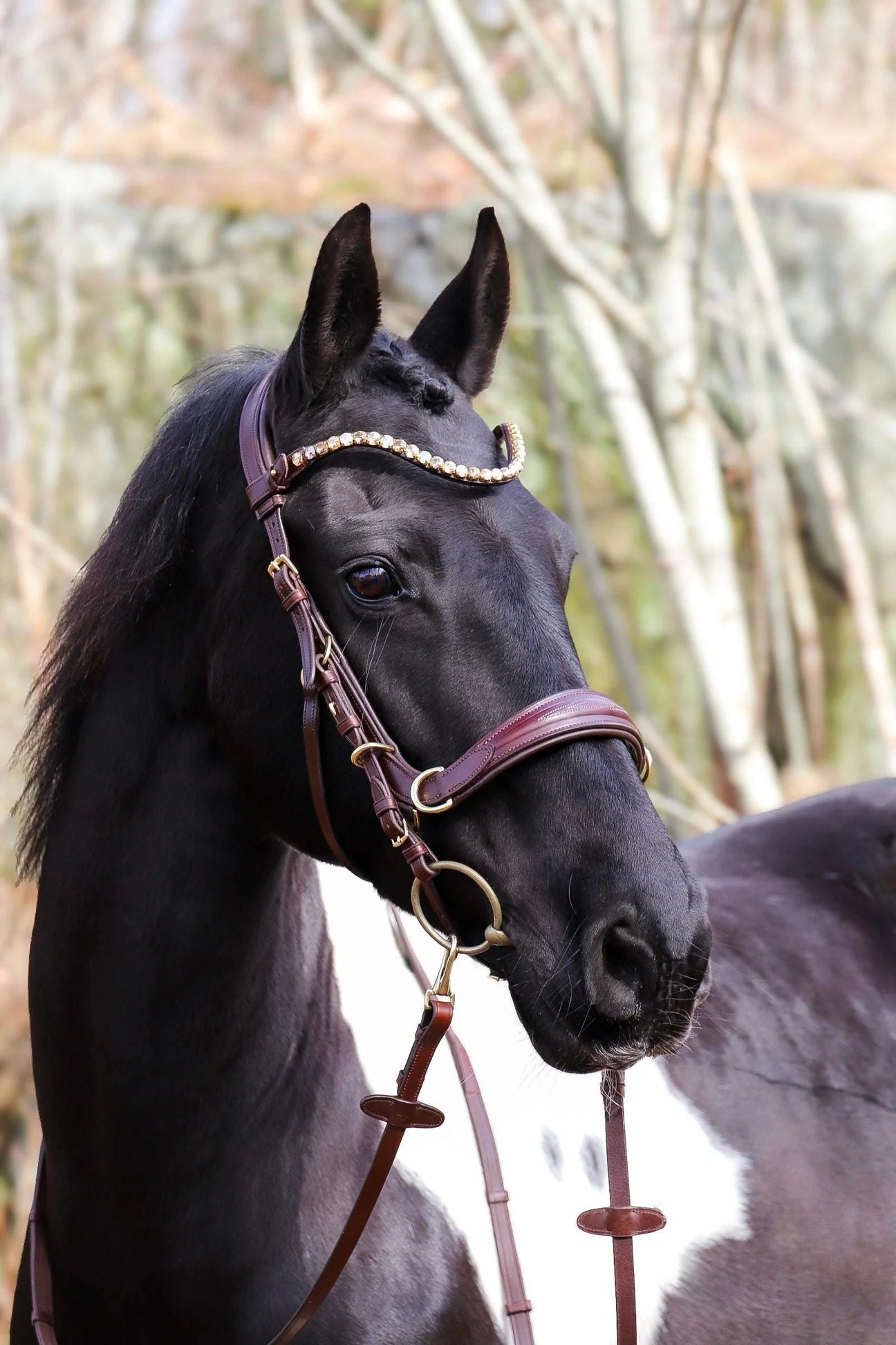 [With a choice of forehead straps] Combination nose straps multi-bridle Black Brown Masego