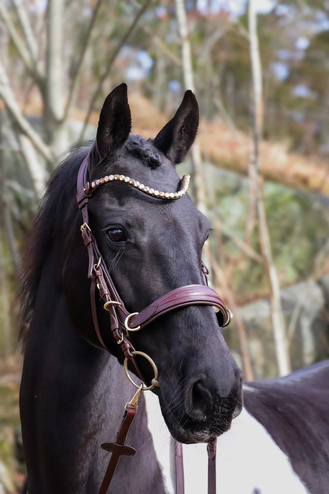 [With a choice of forehead straps] Combination nose straps multi-bridle Black Brown Masego