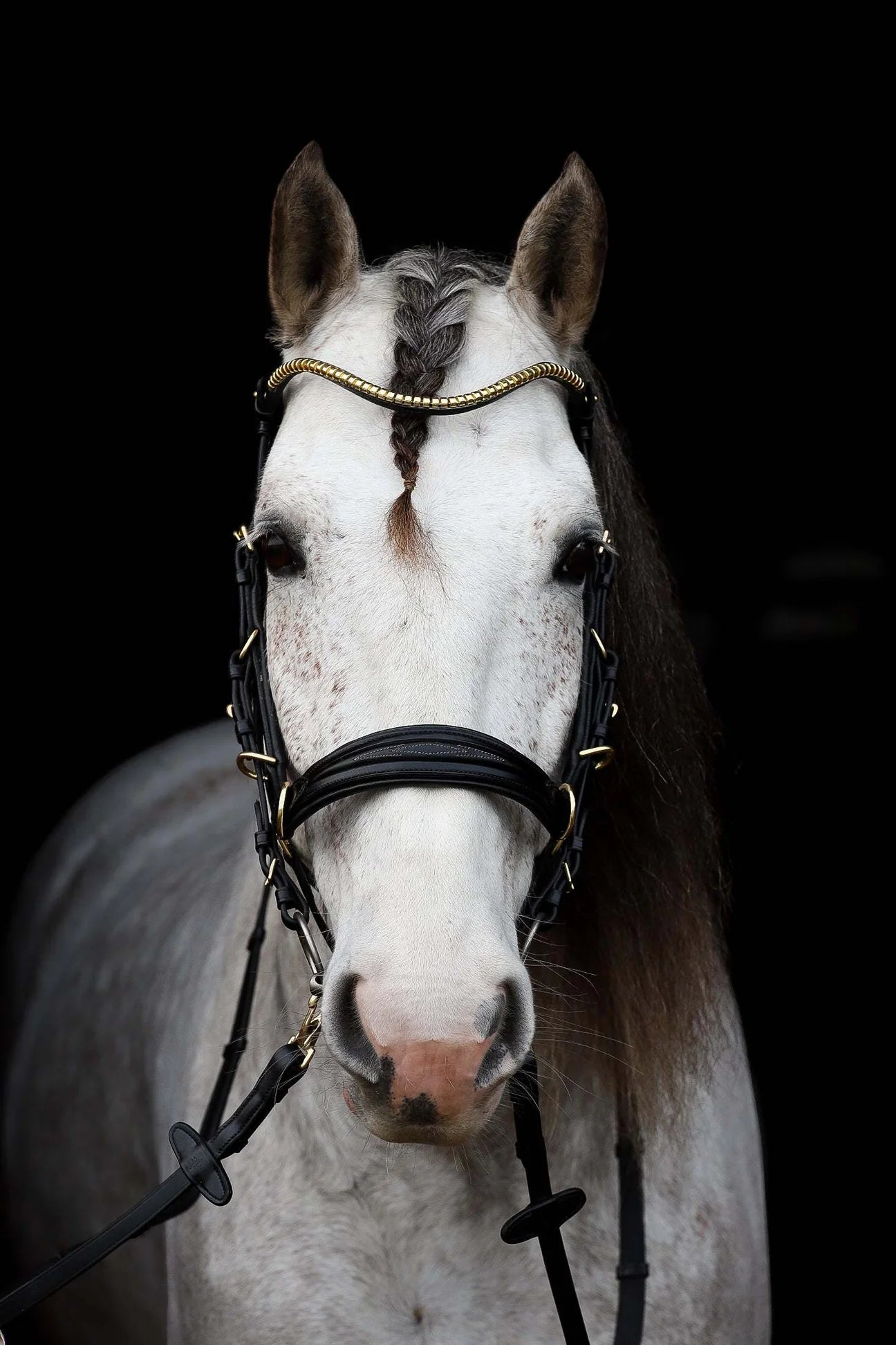 [With a choice of forehead straps] Combination nose straps multi-bridle Black Brown Masego