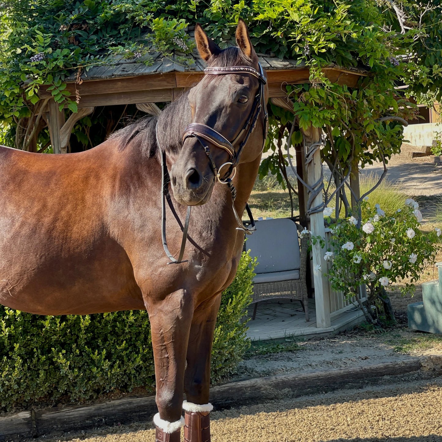 【限定】アナトミカル馬場用頭絡 手綱付き パテントクロコ スワロフスキー額革 Halter ego