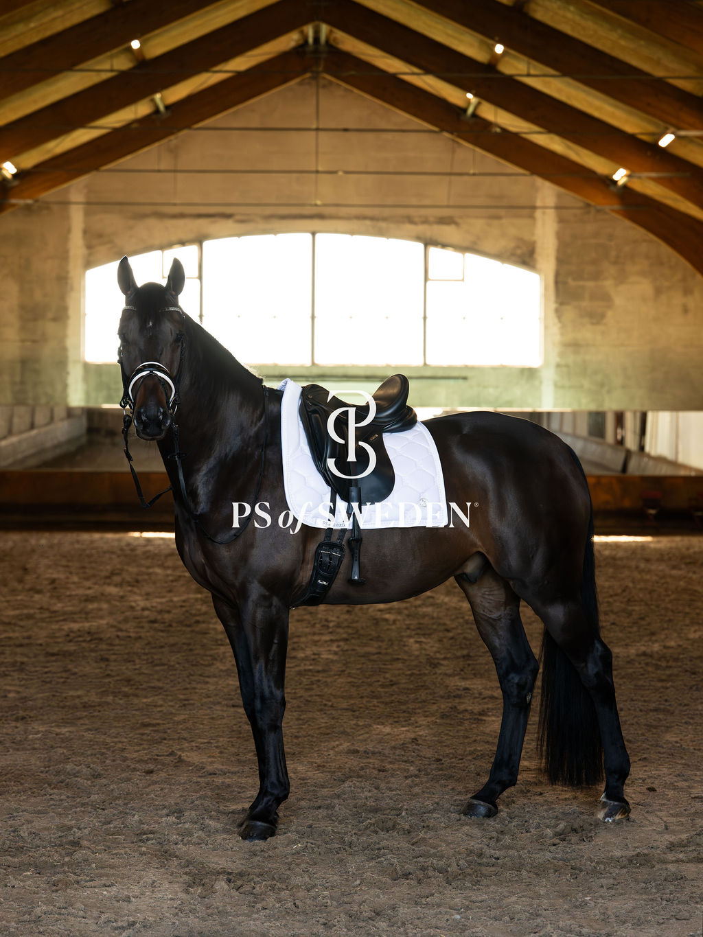 馬場用スターダストゼッケン エメラルド/パープル/ホワイト 2025ホリデー限定 Ps of Sweden