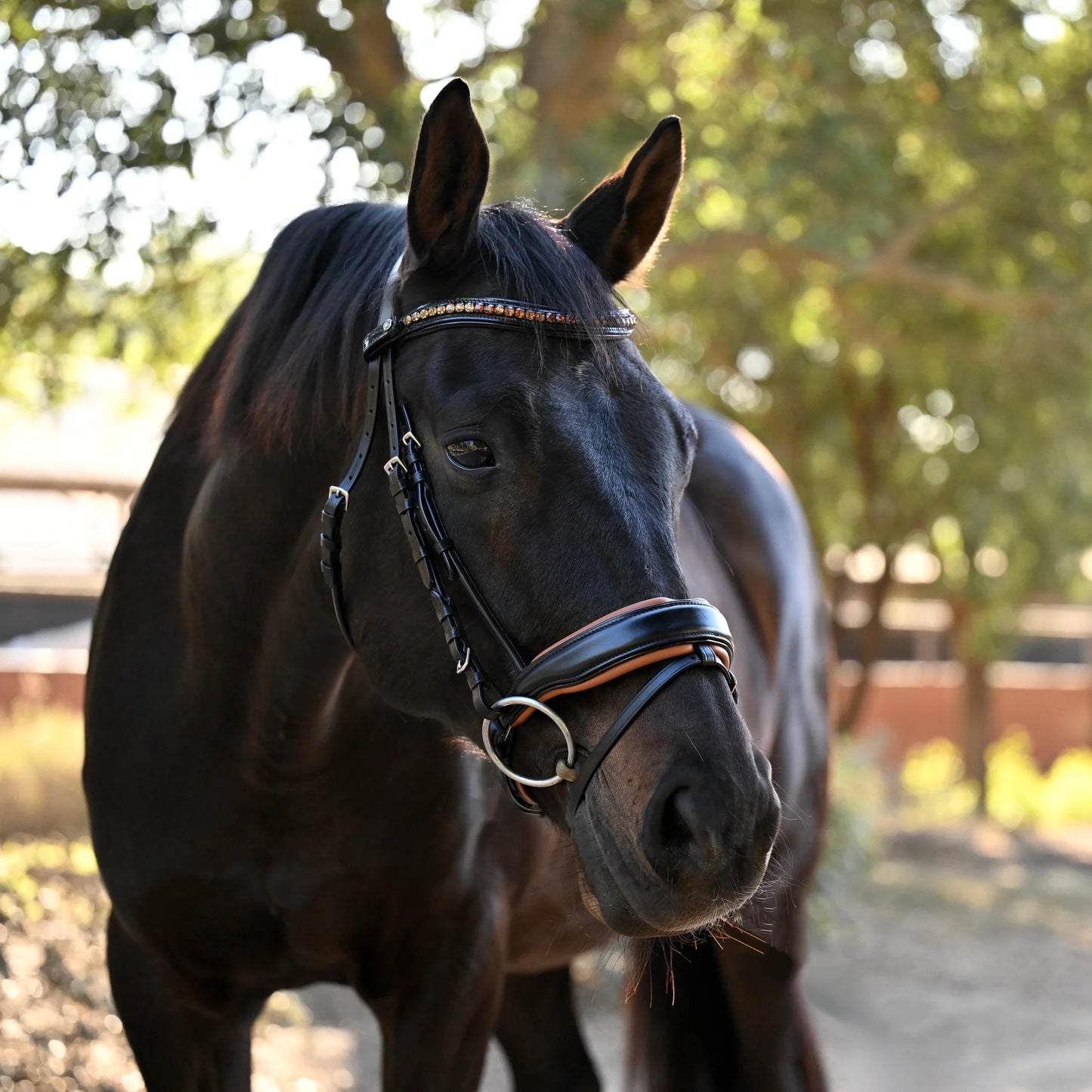 アナトミカル馬場用頭絡 最高級ヨーロピアンレザー コニャック×ブラック スワロフスキー額革 Halter ego