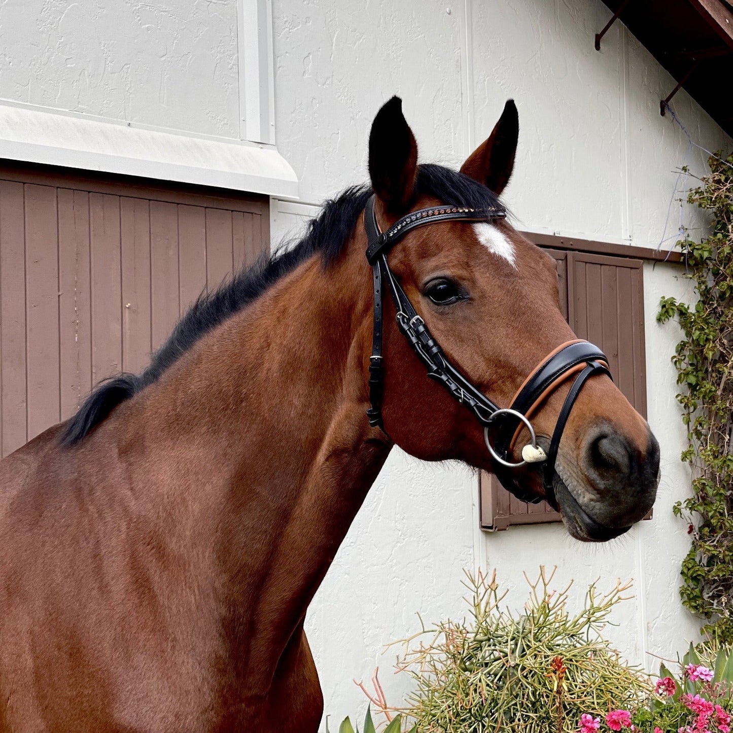 アナトミカル頭絡 馬場用頭絡 コニャック×ブラック スワロフスキー額革 Halter ego