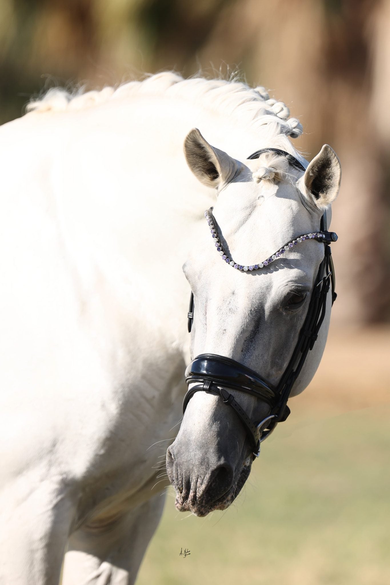 【即日配送】スリムクリスタル額革 Uシェイプ インディゴパープル ICE Equestrian