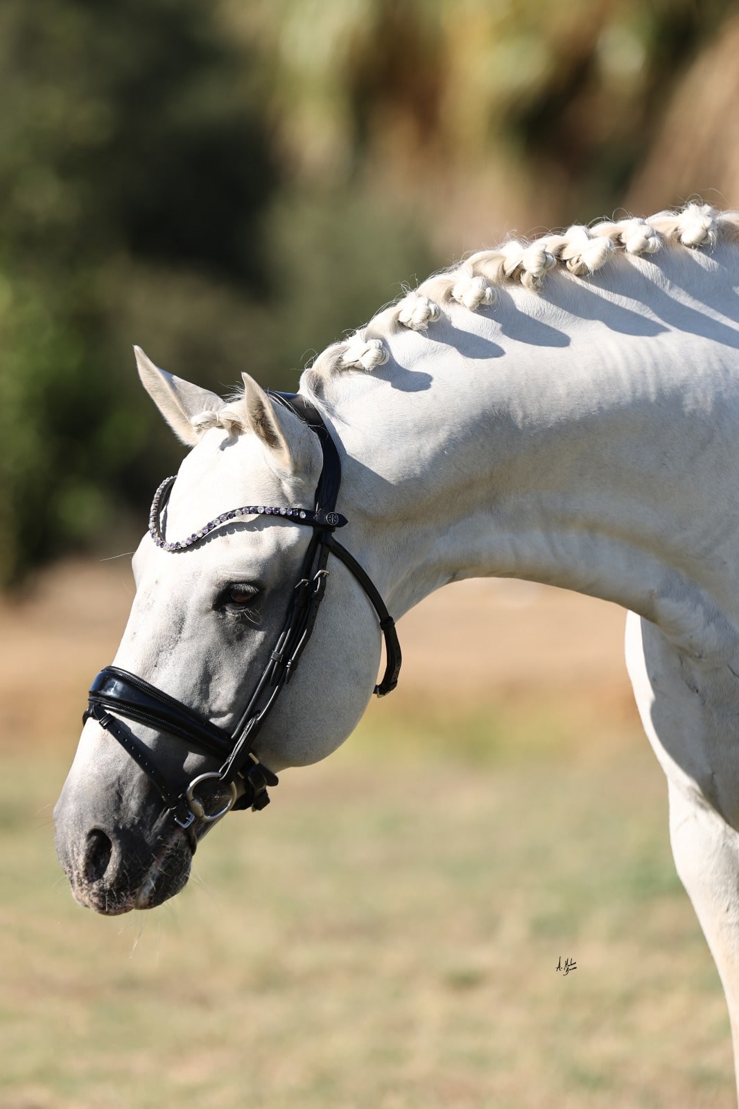 【即日配送】スリムクリスタル額革 Uシェイプ インディゴパープル ICE Equestrian