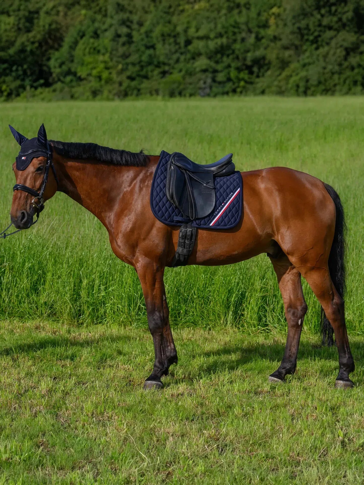 【4点セット】ナイロン無口＆引き手&馬場用ゼッケン&イヤーネット ネイビー Tommy Hilfiger Equestrian