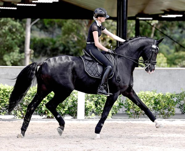 夏用乗馬レギンス フルグリップ レディース ロゴプリント Eloquence Equestrian