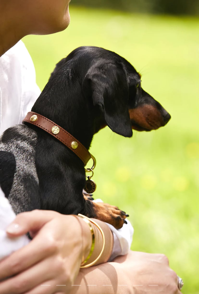 首輪 ドックカラー 本革 小型犬用 スタッズ付き ブラウン/ブラック Holland Cooper