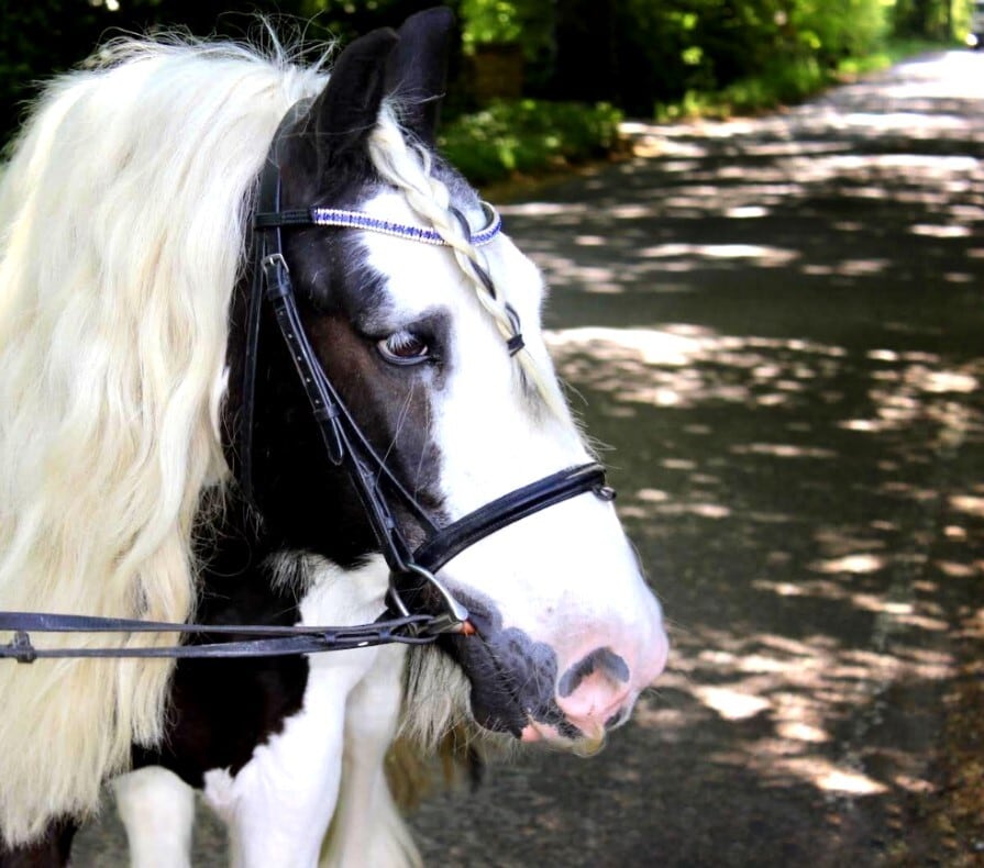 スワロフスキーUシェイプ額革 ロイヤルブルーシルバー ICE Equestrian