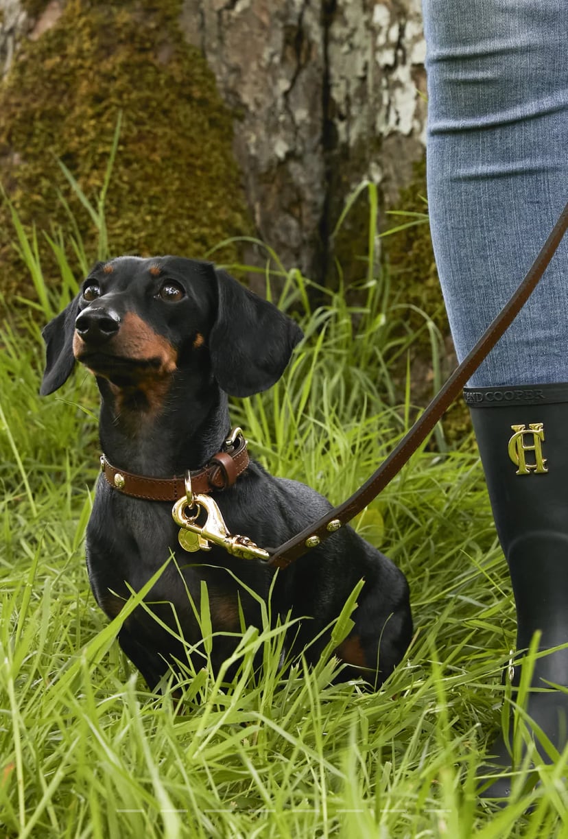 首輪 ドックカラー 本革 小型犬用 スタッズ付き ブラウン/ブラック Holland Cooper