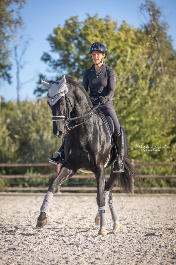 SET】シープスキンボア付きゼッケン＆クリスタルイヤーネット ブラック・ネイビー・ カーキ・グレー Eloquence Equestrian｜乗馬 用品店レクシア