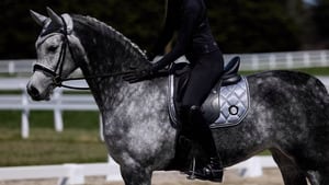 サテンサドルパッド 馬場用ゼッケン Eloquence Equestrian