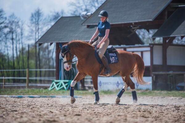 サテンレースサドルパッド＆イヤーネット 2点セット ネイビー/ベージュ 馬場用 障害用 ゼッケン イヤーネット