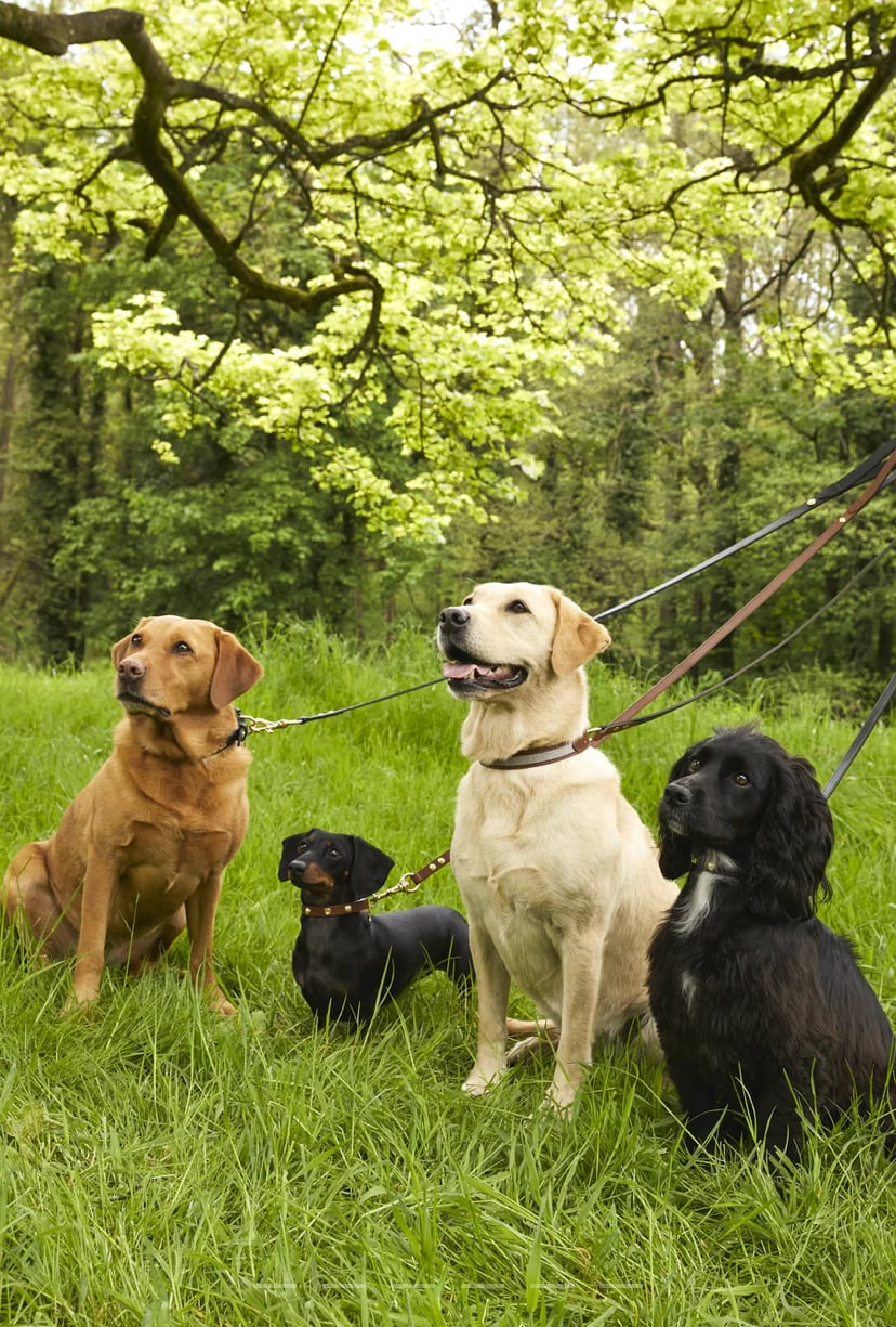 首輪＆リード2点セット 本革 中型&大型犬用 ブラウン ツイード Holland Cooper