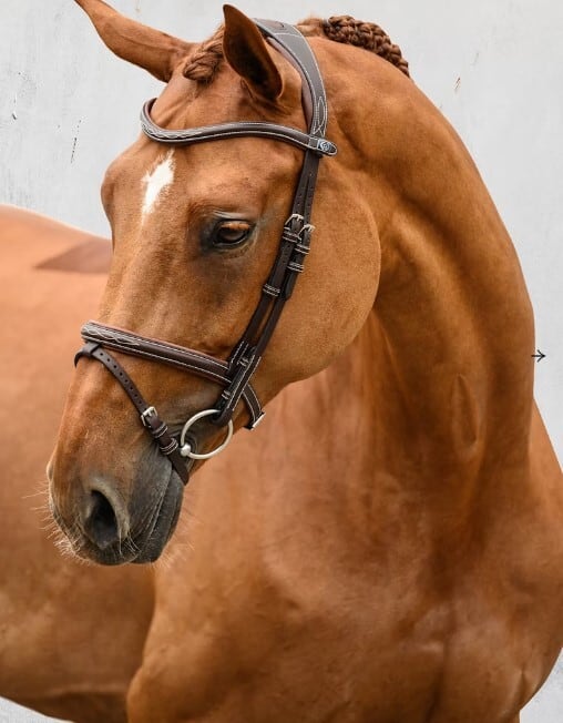 【即日配送】頭絡 障害・馬場馬術兼用 ブラック ブラウン