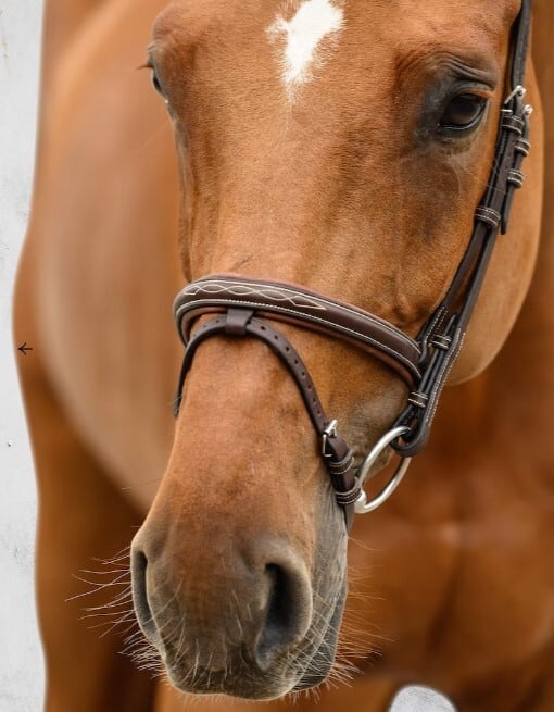 【即日配送】頭絡 障害・馬場馬術兼用 ブラック ブラウン