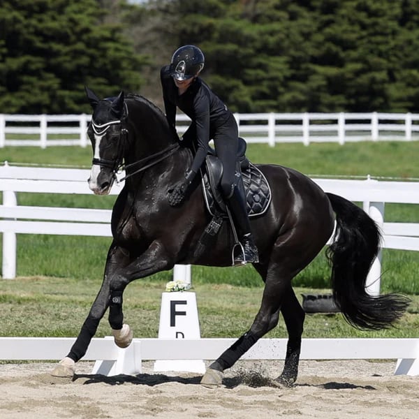 【SET】シープスキンボア付きゼッケン＆クリスタルイヤーネット ブラック・ネイビー・ カーキ・グレー Eloquence Equestrian