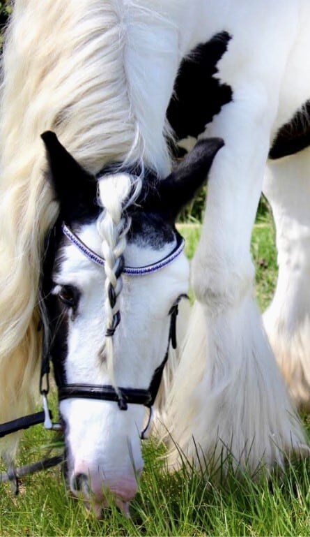 スワロフスキーUシェイプ額革 ロイヤルブルーシルバー ICE Equestrian