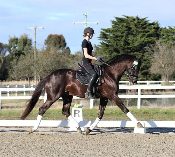 夏用乗馬レギンス フルグリップ レディース ロゴプリント Eloquence Equestrian