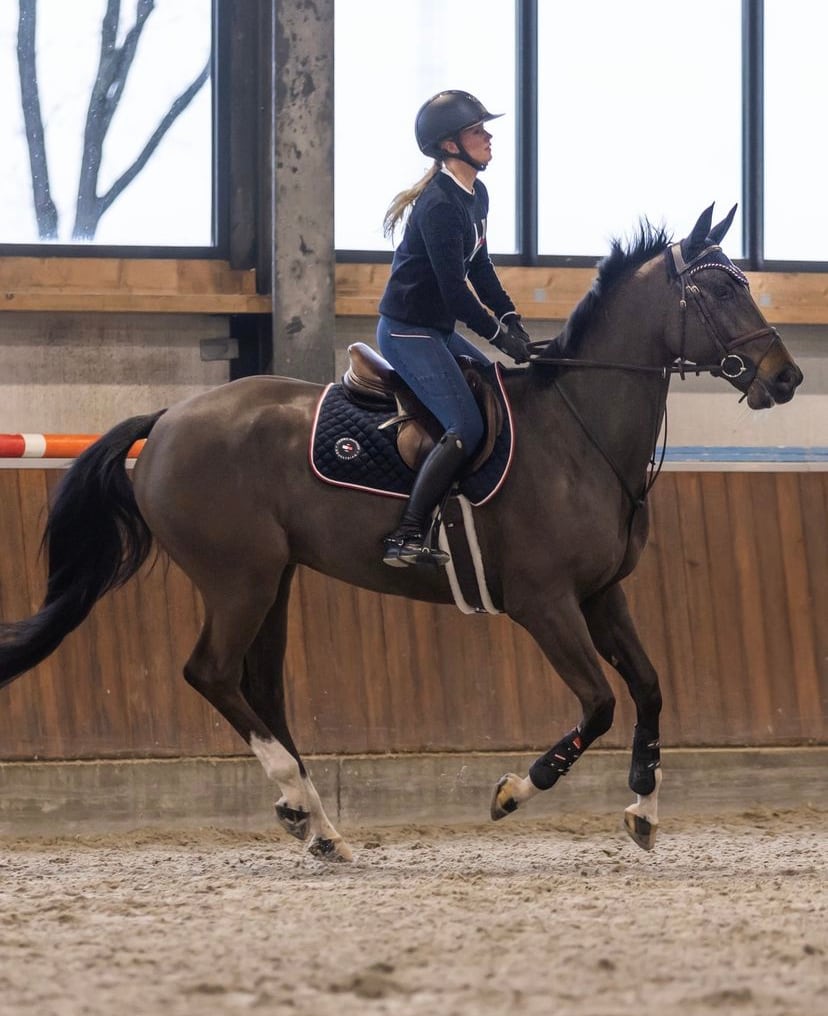 乗馬用ゼッケン ネイビー 馬場用 障害用 Tommy Hillfiger Equestrian